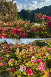 KST携手中德核工业控制阀制造项目落地重庆